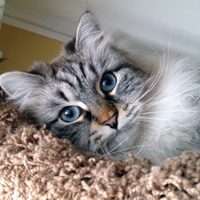 gorgeous blue eyed hypoallergenic Siberian cat