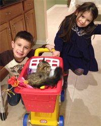 sister and brother playing with Siberian cat in toy shopping cart