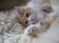 Marat cream kitten