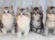 3 silver kittens