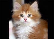 orange kitten on lap