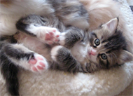 pink kitten feet