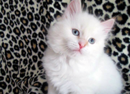Marat cream kitten