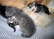 multiple colored kittens
