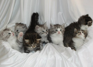group of Siberian kittens