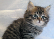 makeral Siberian kitten
