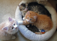 three colored kittens