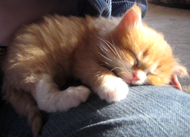 orange kitten on lap