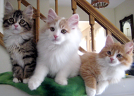 three kittens behind stairs