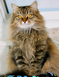 Lily the Siberian cat