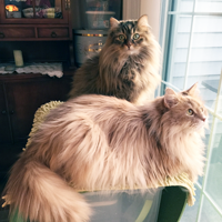  Siberian cats brother and sister