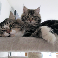 kitten and adult Siberian on cat tree