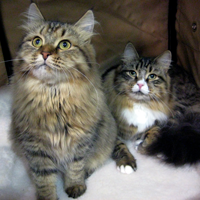 duo of Siberian cats
