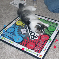 kitten playing on a board game