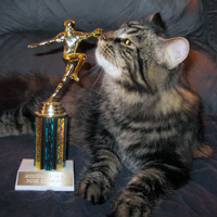 Siberian kitten with football trophy