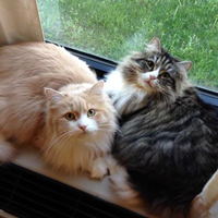 two full grown Siberian cats