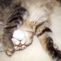 young Siberian cat sleeping upside down