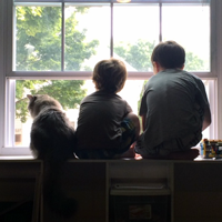 boys and their Siberian looking out window