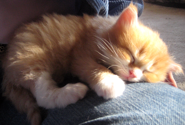 orange siberian kitten