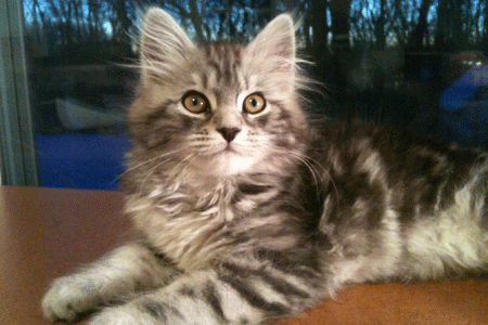 Alena as a kitten