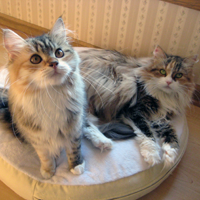 Siberian cats