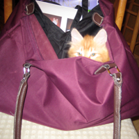 Siberian in handbag