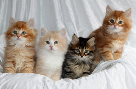 Siberian kittens of many colors