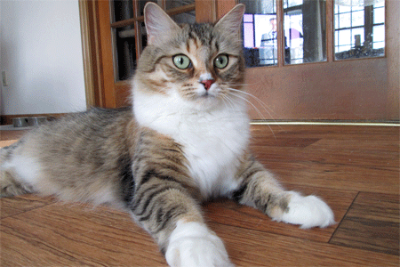 Gracie the Siberian cat