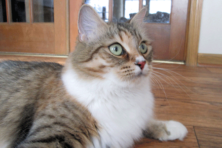 Raja at home in cat tree