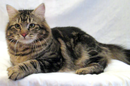 Elijah - brown classic tabby Siberian son of Raja