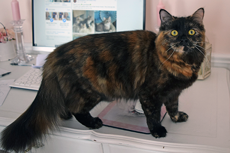 Eliza Queen Siberian