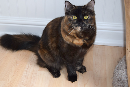 Eliza the Siberian cat