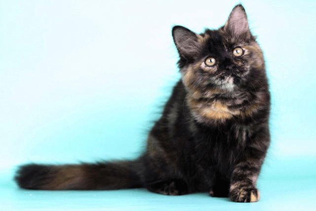 Eliza - black Siberian