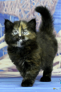 Eliza as a kitten