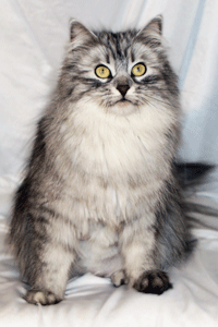 Faith Siberian show cat