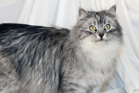 Faith the Siberian cat