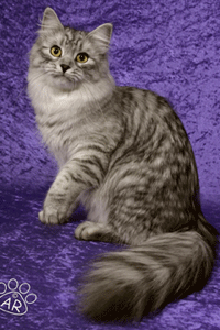 Faith the Siberian cat