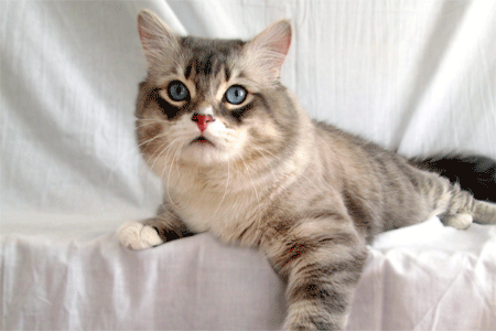 Gabriel - color point Siberian