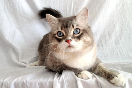 Gabriel the Siberian cat