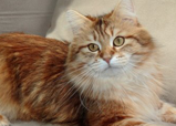 Othello leased Siberian breed cat