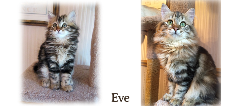 Eve the Siberian cat