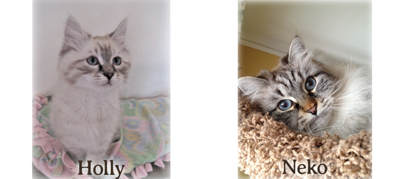 Neko the Siberian cat