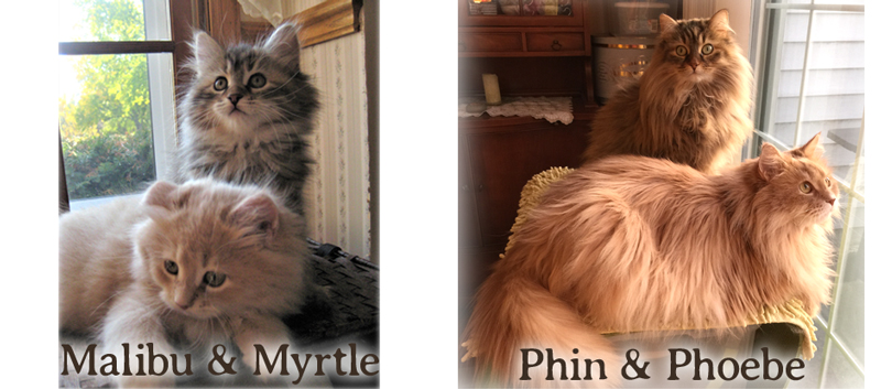 Phin & Phoebe the Siberians