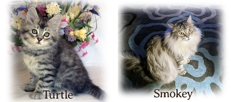 Smokey the Siberian