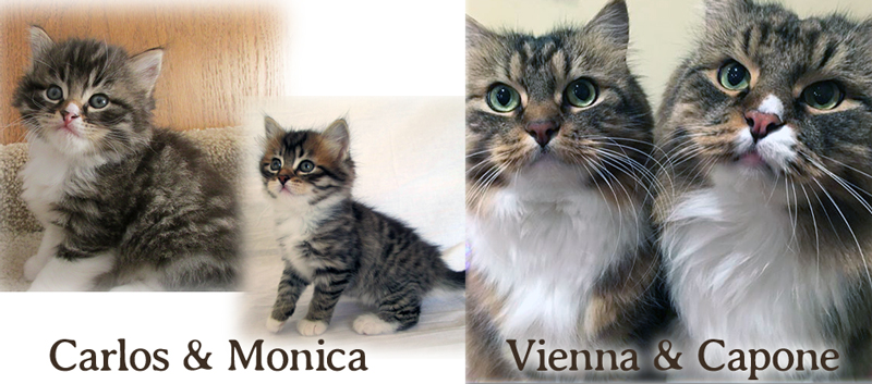 Vienna and Capone the Siberians