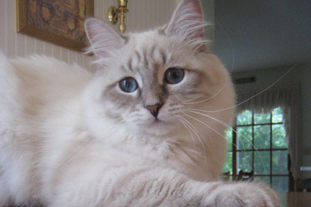 Hope the Siberian cat