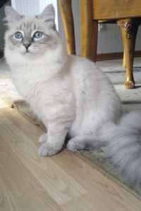Hope Siberian