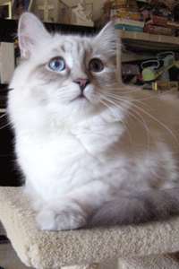 Hope the Siberian cat