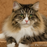 Siberian green eyed cat Misha, photo by Judy Pristash