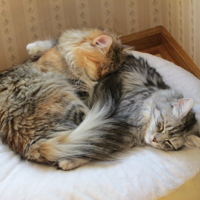 Siberians Charity and Maggie